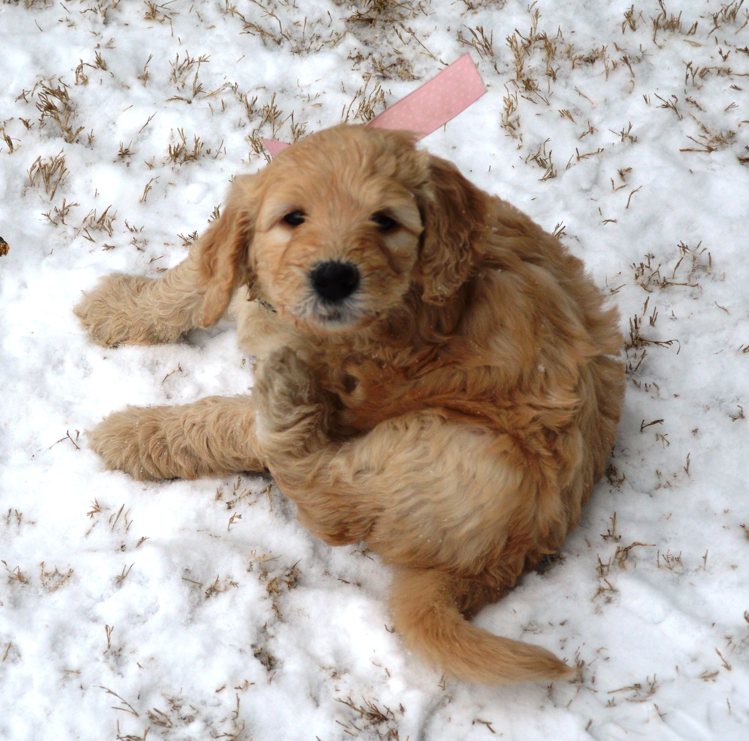 goldendoodle puppies atlanta georgia ga