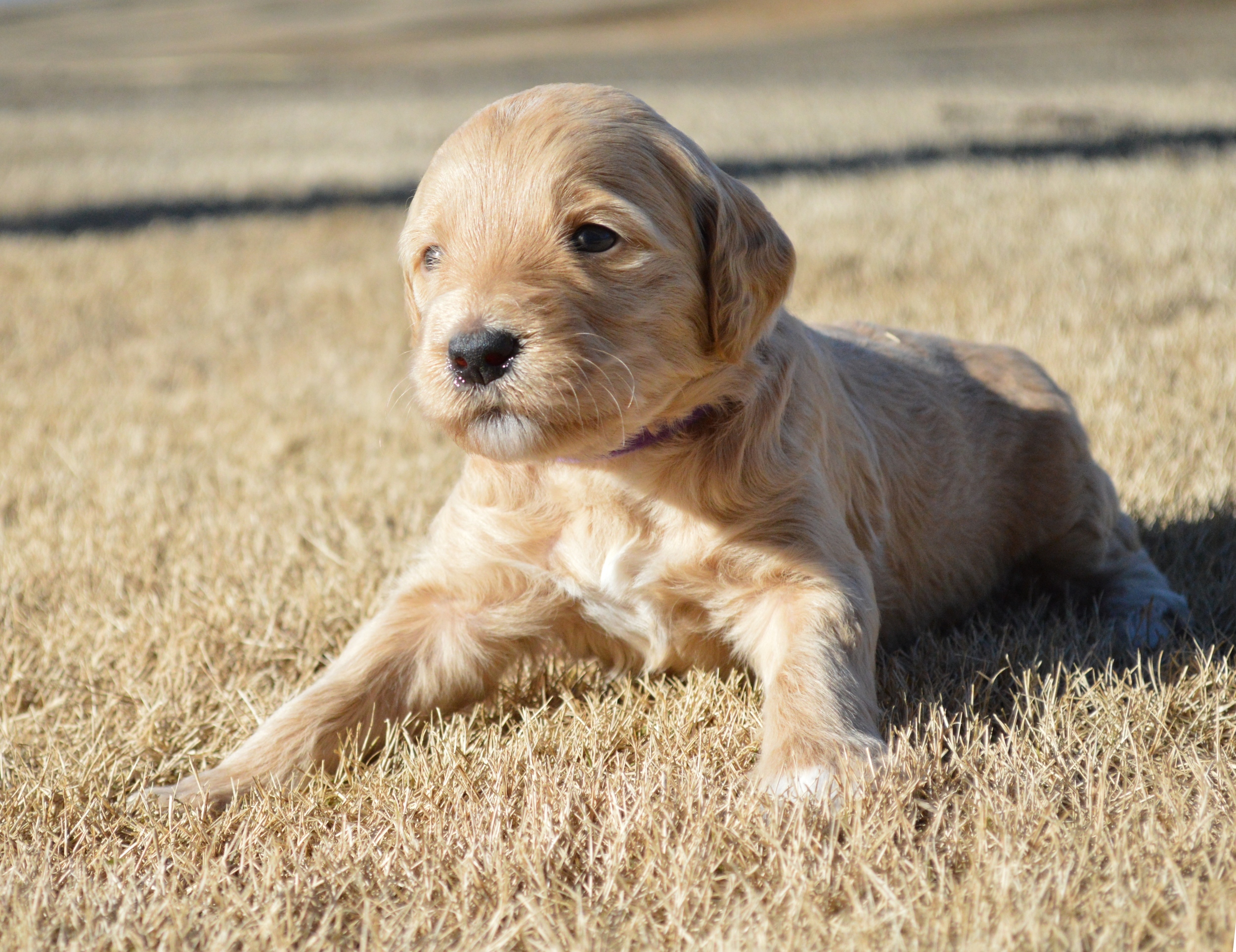 goldendoodle puppies atlanta georgia ga puppy 