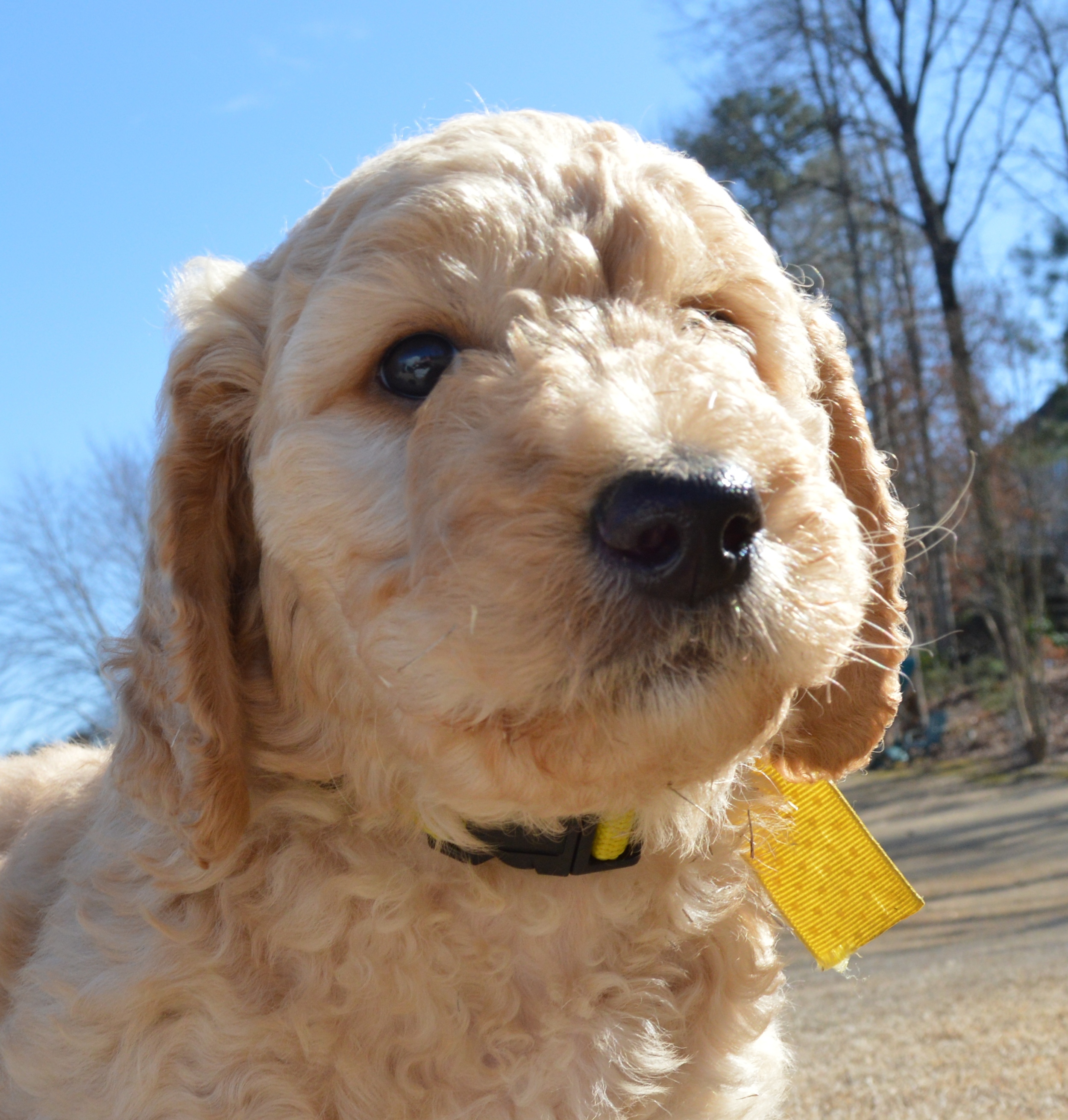 goldendoodle puppies atlanta georgia ga puppy 