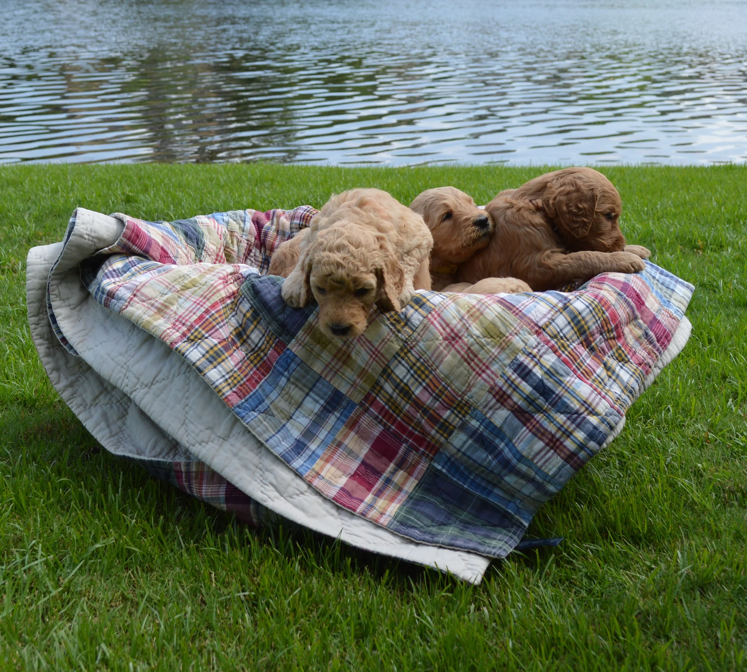 goldendoodle puppies atlanta georgia ga puppy 