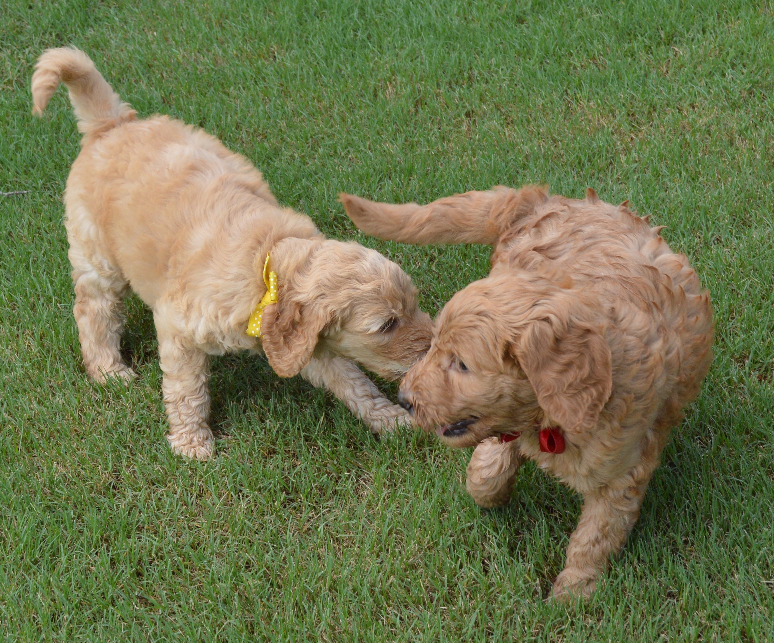 goldendoodle puppies atlanta georgia ga puppy 