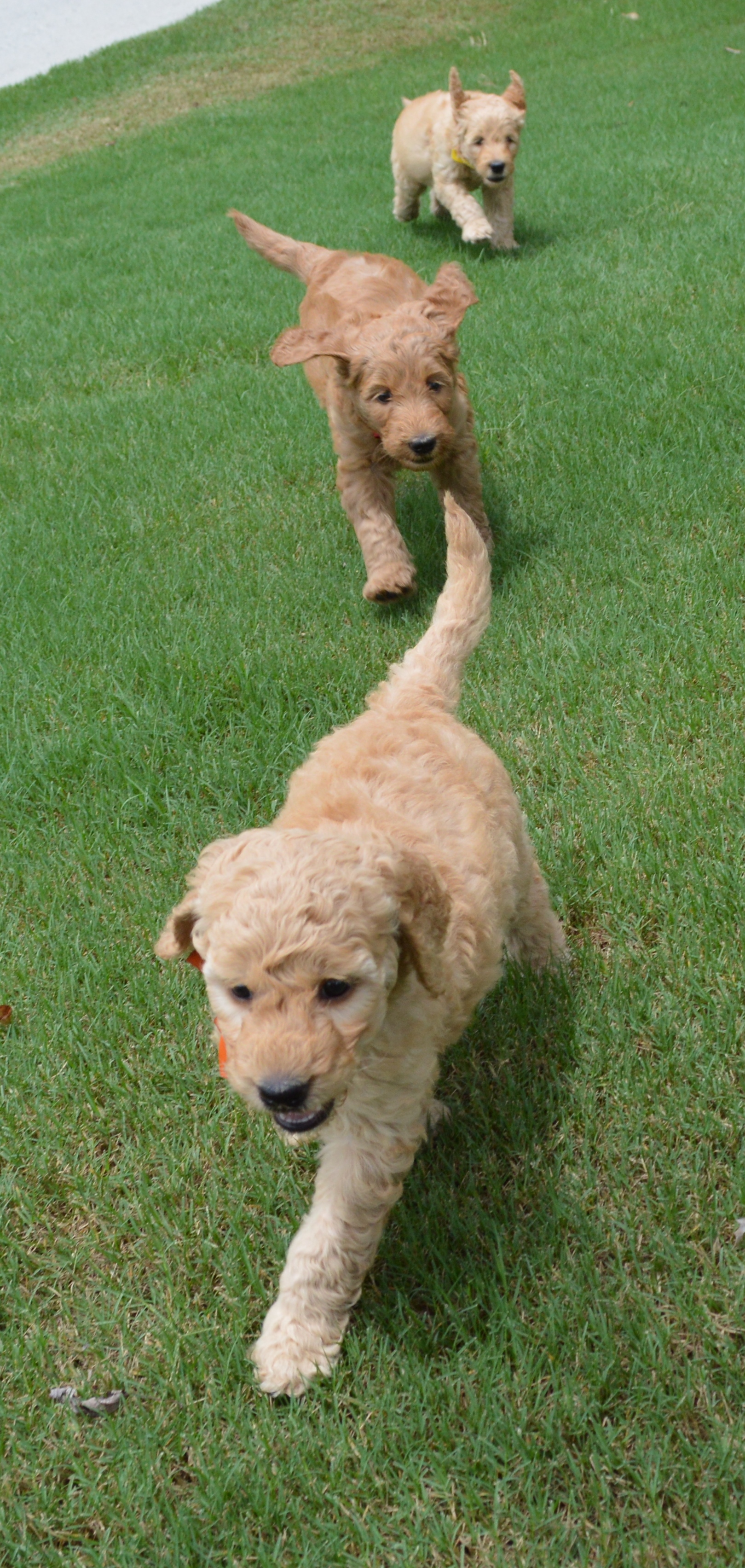 goldendoodle puppies atlanta georgia ga puppy 