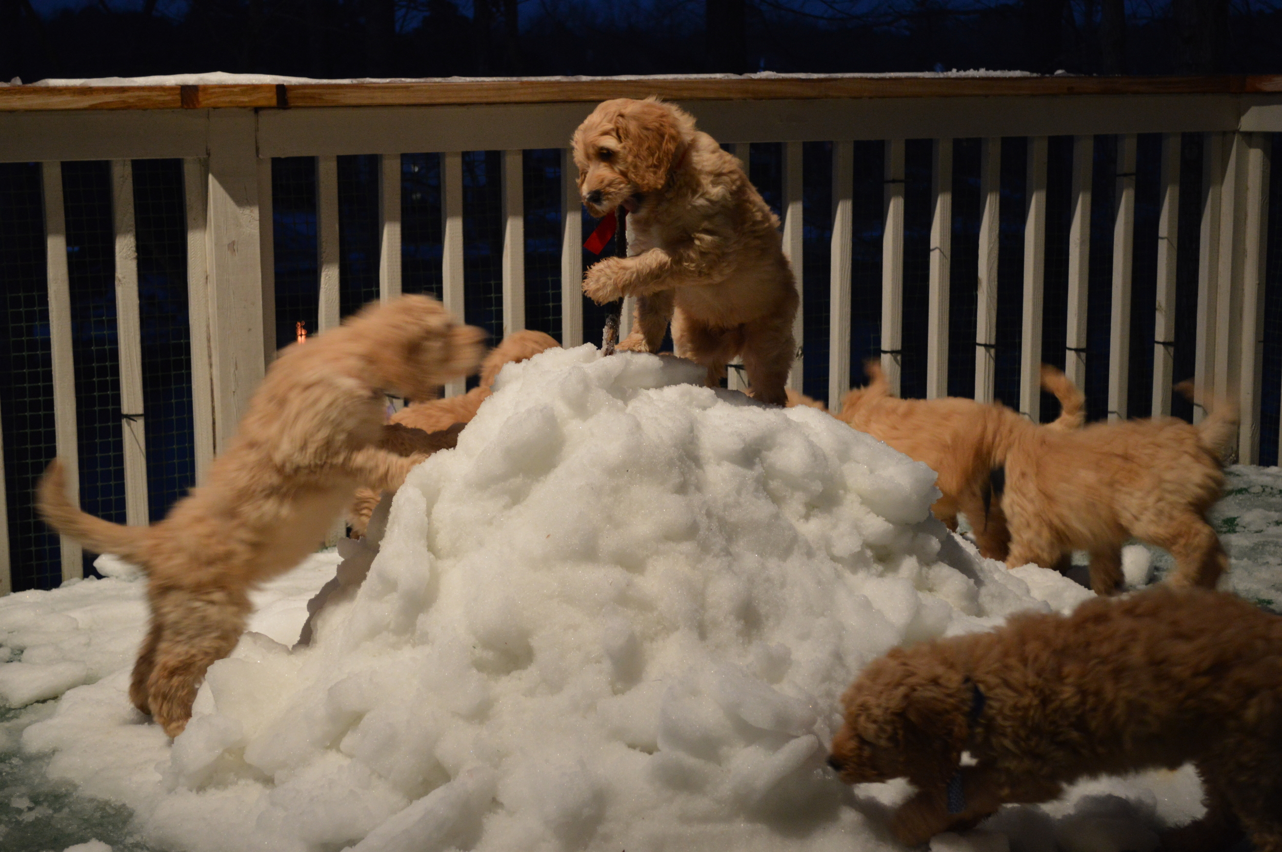 goldendoodle puppies atlanta georgia ga puppy 