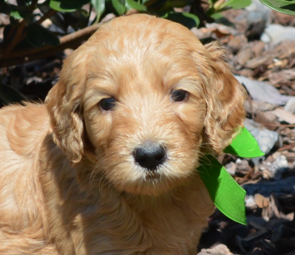 goldendoodle puppies atlanta georgia ga puppy