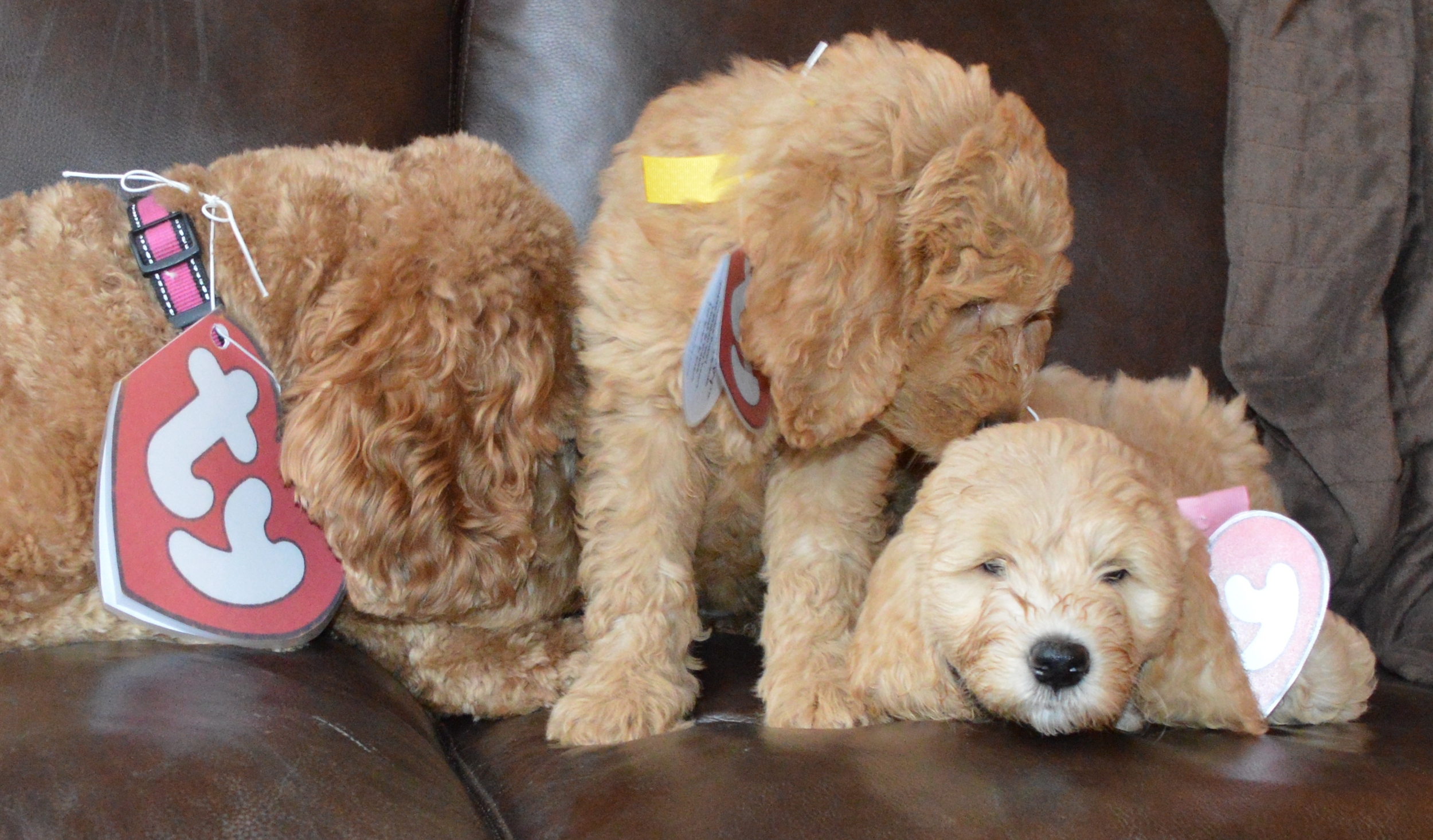 goldendoodle puppies atlanta georgia ga puppy