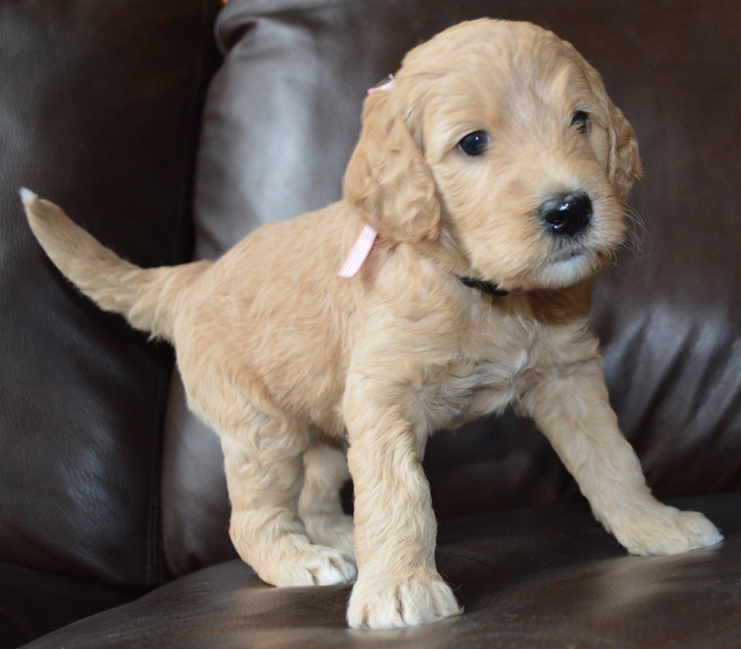 goldendoodle puppies atlanta georgia ga puppy