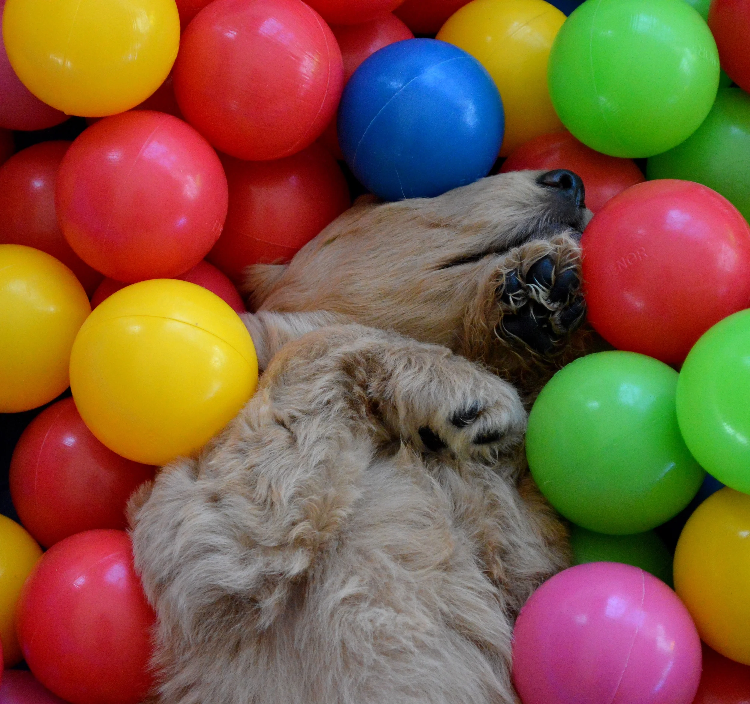 googledoodle puppies lakeside pups