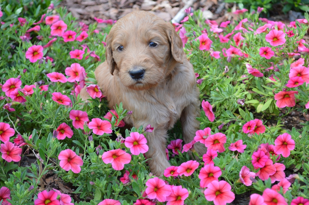 goldendoodle puppies atlanta georgia ga