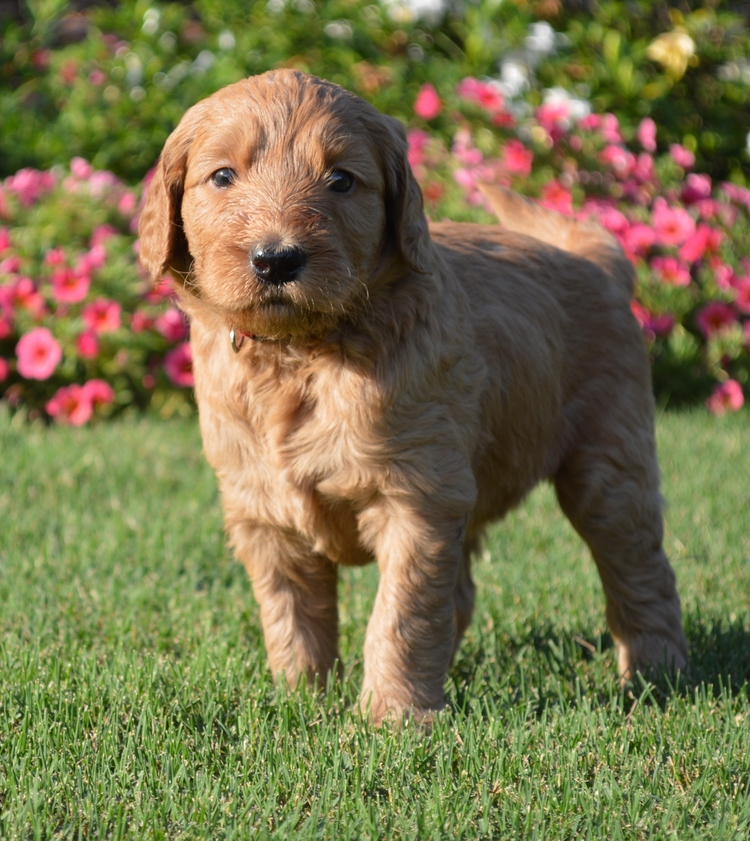 goldendoodle puppies atlanta georgia ga