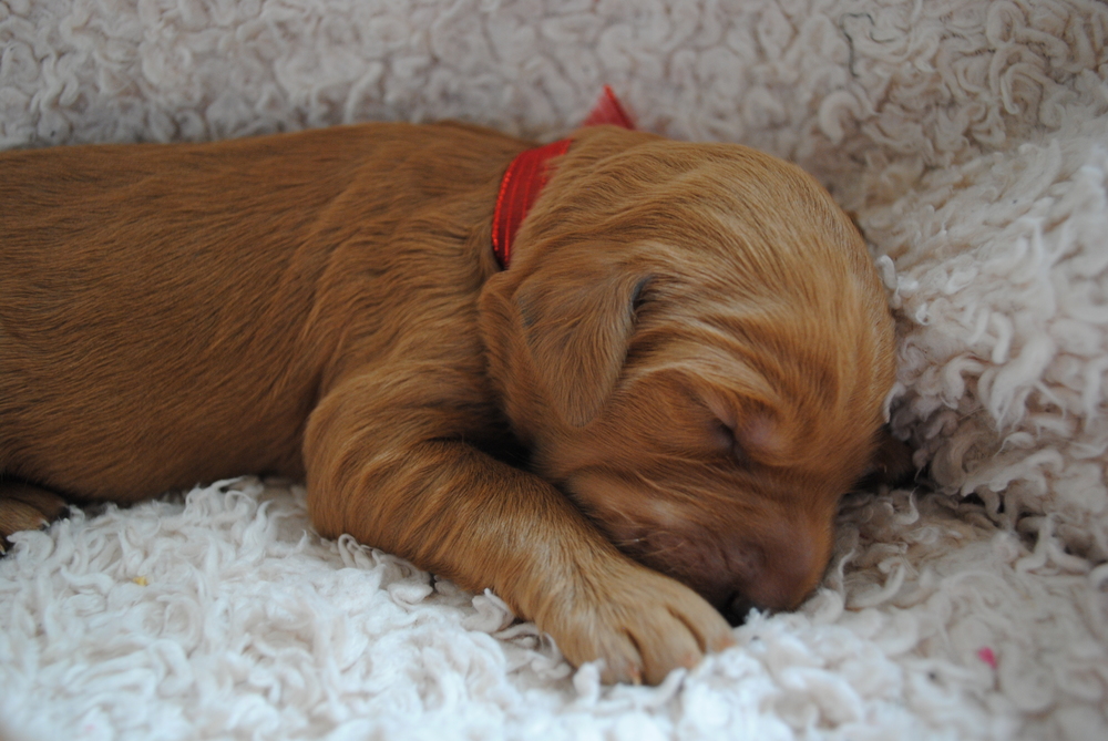 goldendoodle puppies atlanta georgia ga