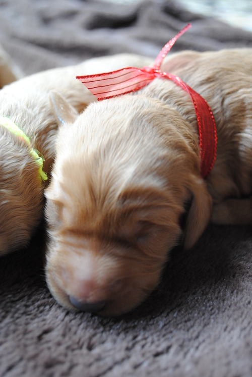 goldendoodle puppies atlanta georgia ga