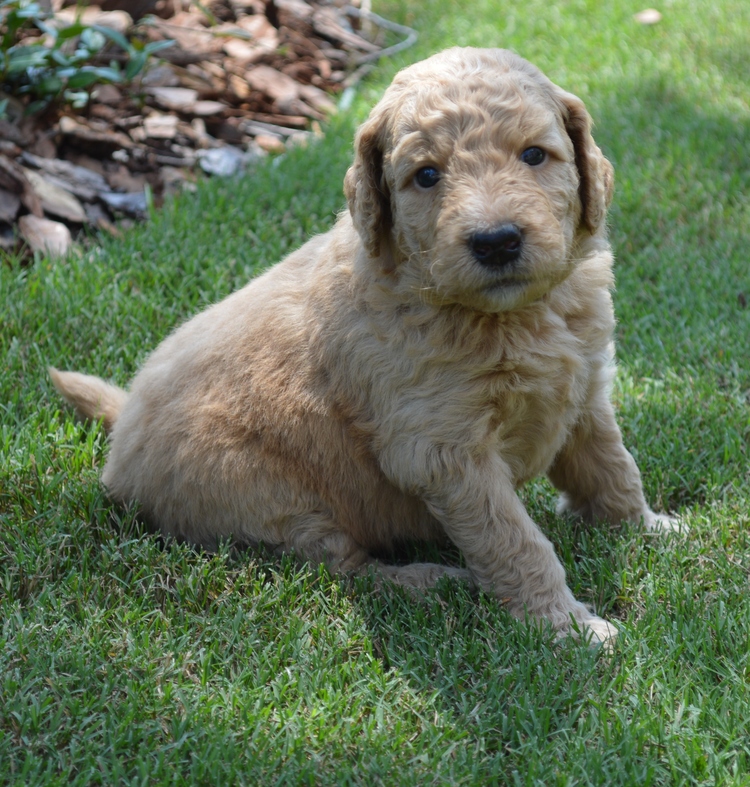 goldendoodle puppies atlanta georgia ga