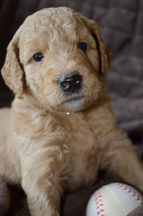 goldendoodle puppies atlanta georgia ga