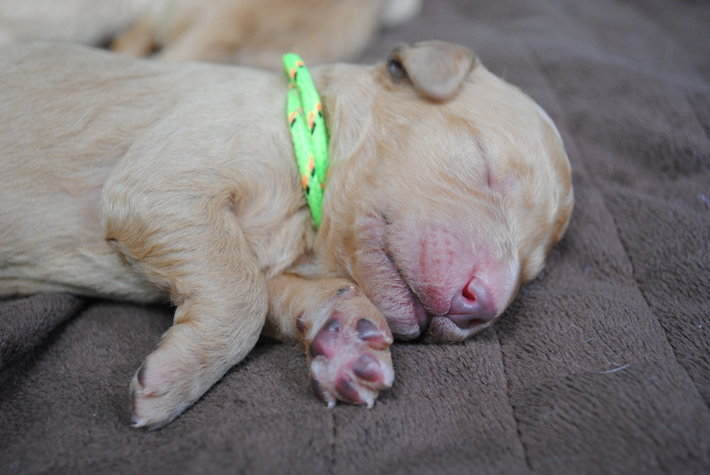 goldendoodle puppies atlanta georgia ga