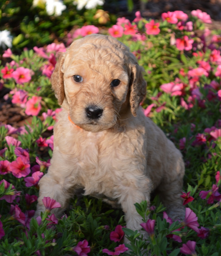 goldendoodle puppies atlanta georgia ga