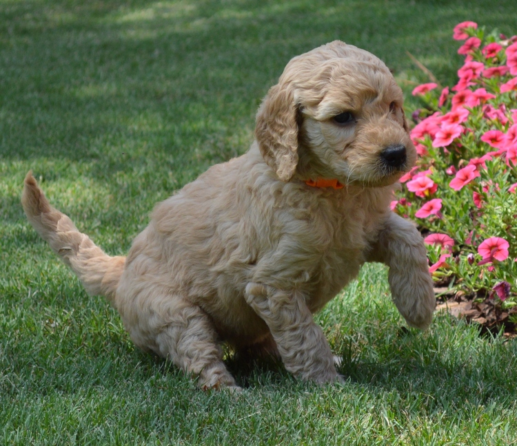 goldendoodle puppies atlanta georgia ga