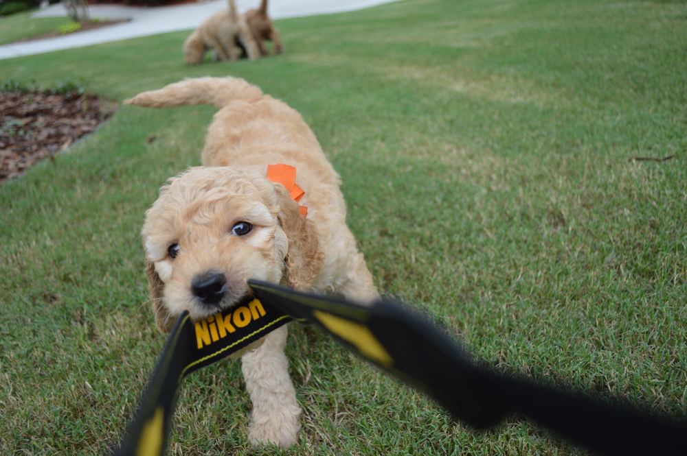 goldendoodle puppies atlanta georgia ga