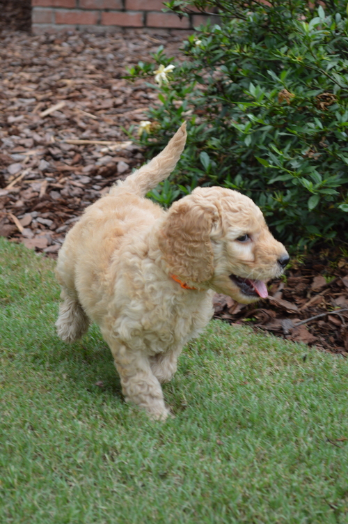 goldendoodle puppies atlanta georgia ga