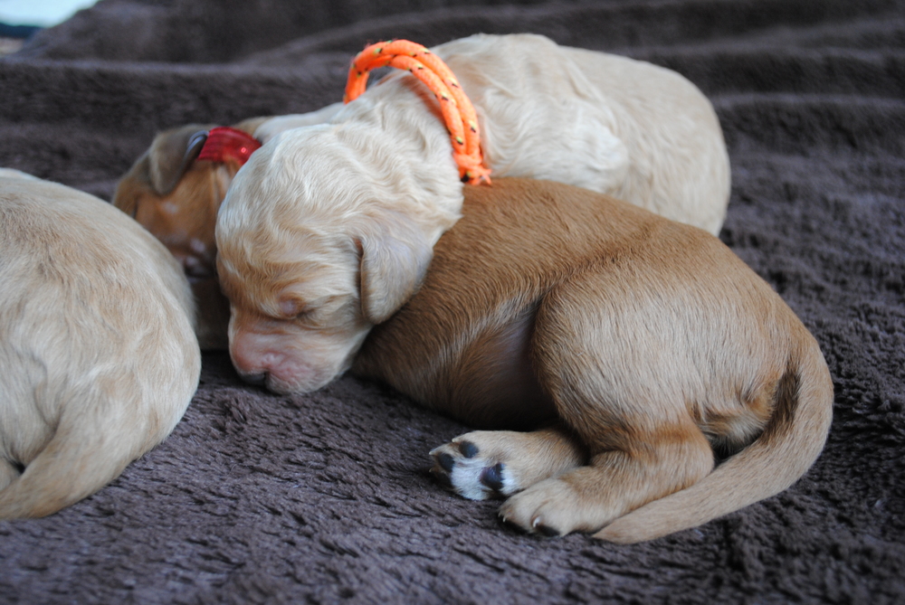 goldendoodle puppies atlanta georgia ga