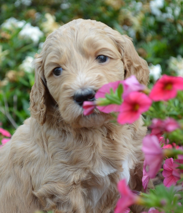 goldendoodle puppies atlanta georgia ga