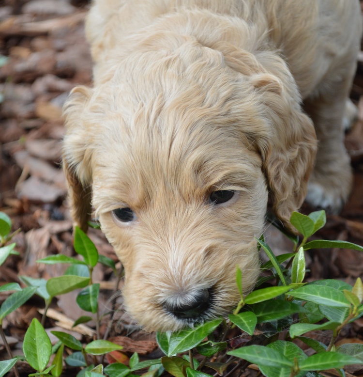 goldendoodle puppies atlanta georgia ga