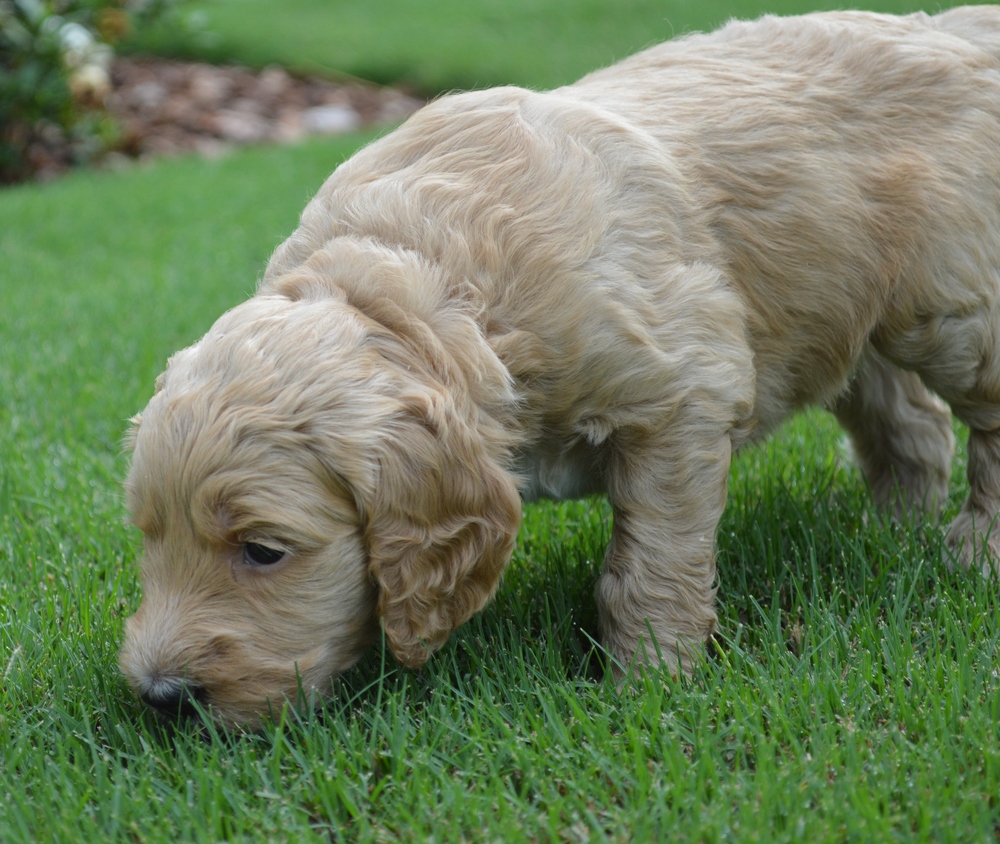 goldendoodle puppies atlanta georgia ga