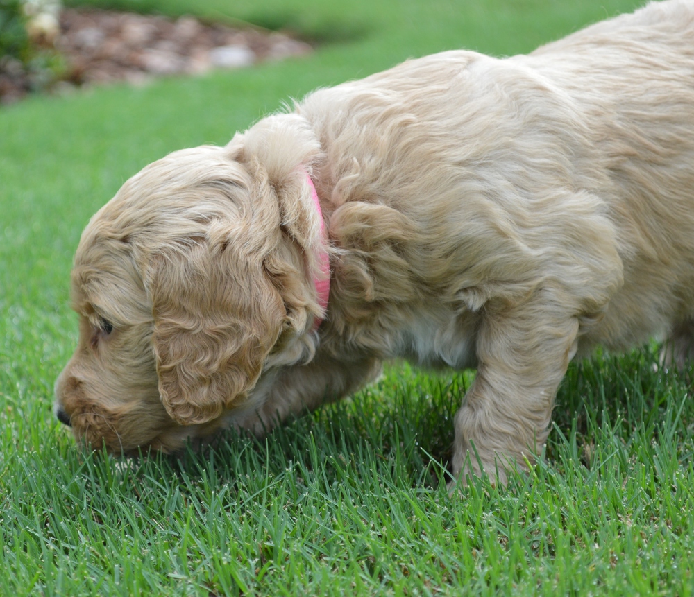 goldendoodle puppies atlanta georgia ga