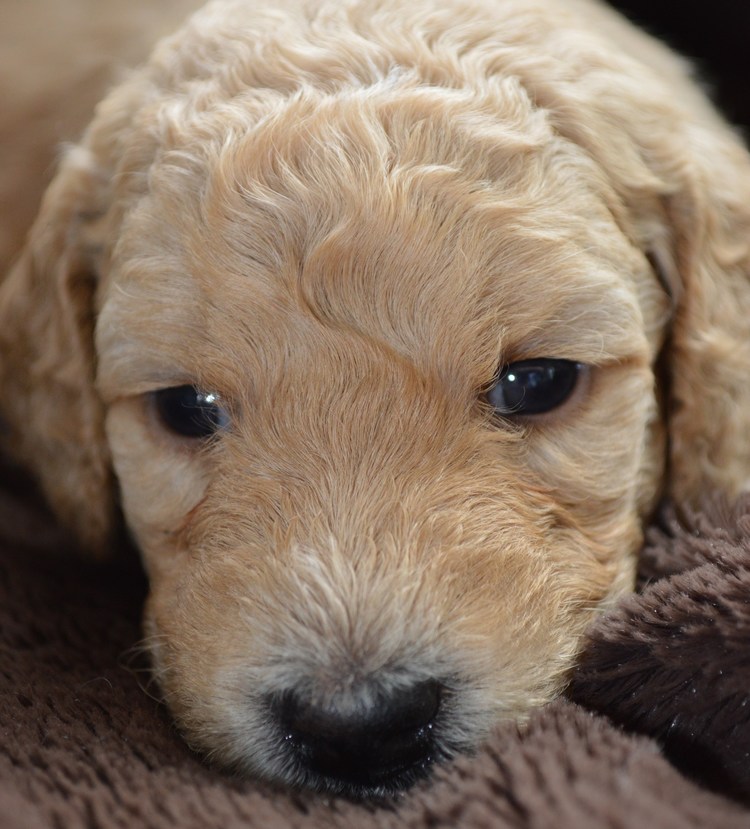 goldendoodle puppies atlanta georgia ga