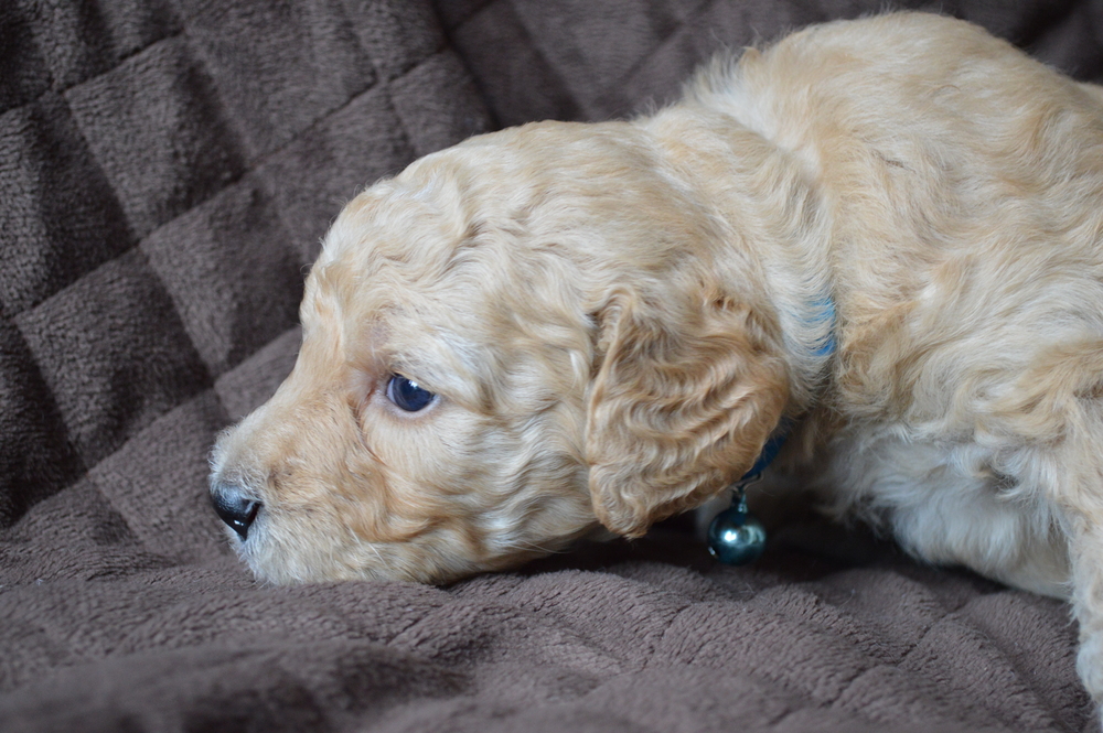 goldendoodle puppies atlanta georgia ga