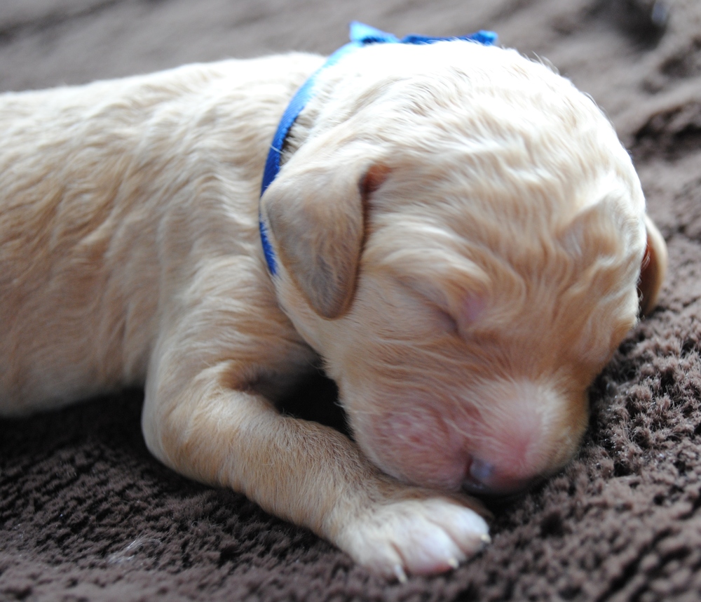 goldendoodle puppies atlanta georgia ga