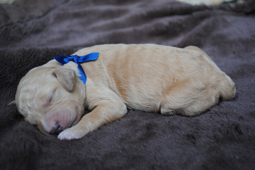 goldendoodle puppies atlanta georgia ga