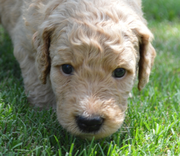 goldendoodle puppies atlanta georgia ga