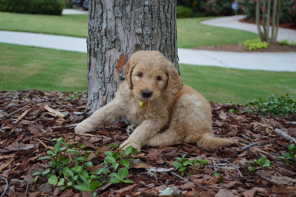 goldendoodle puppies atlanta georgia ga