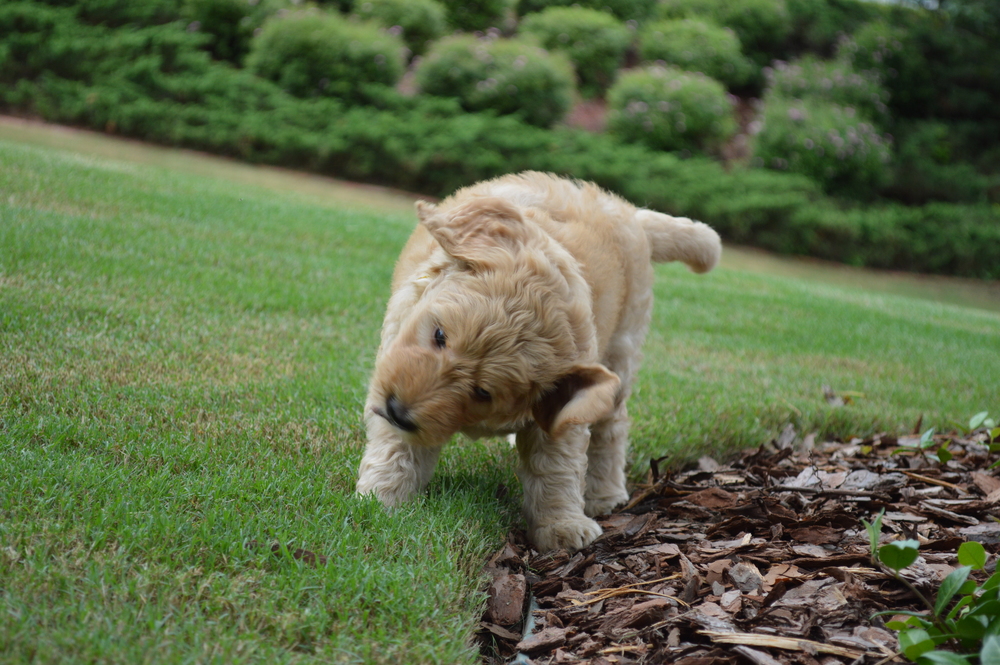 goldendoodle puppies atlanta georgia ga