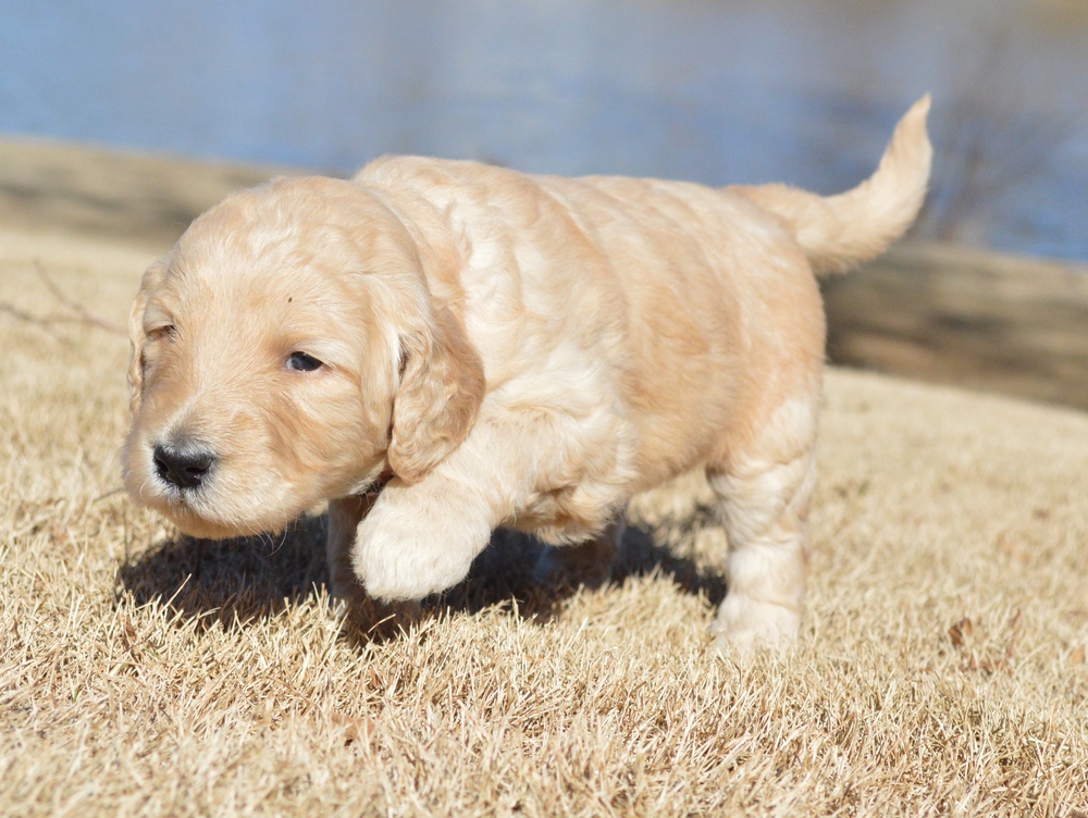 goldendoodle puppies atlanta georgia ga