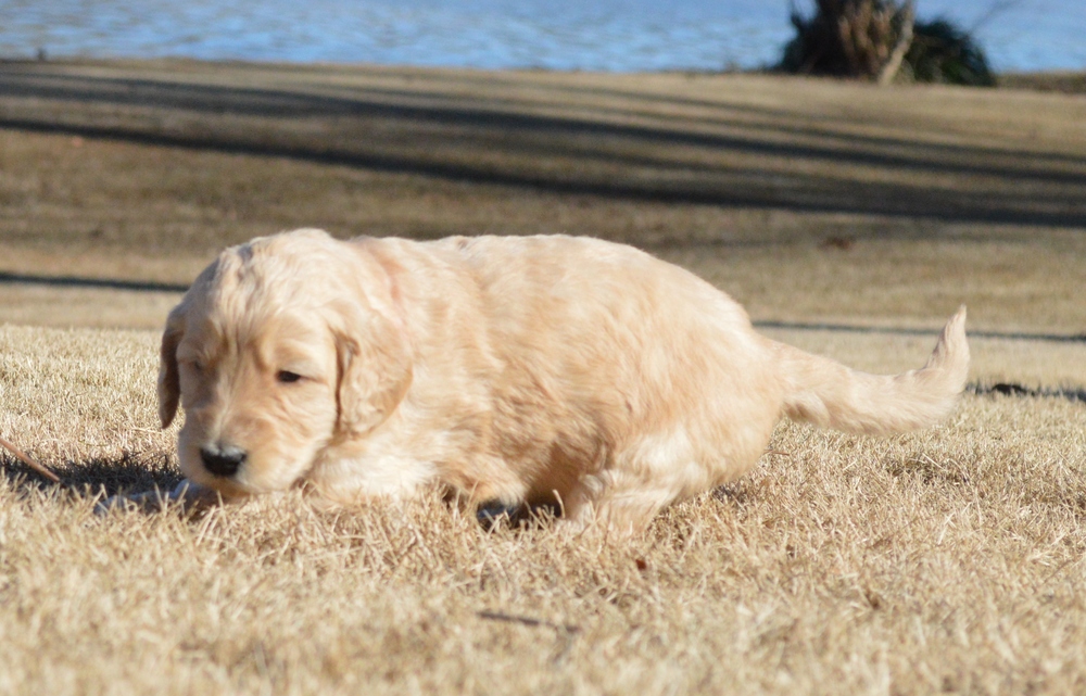 goldendoodle puppies atlanta georgia ga