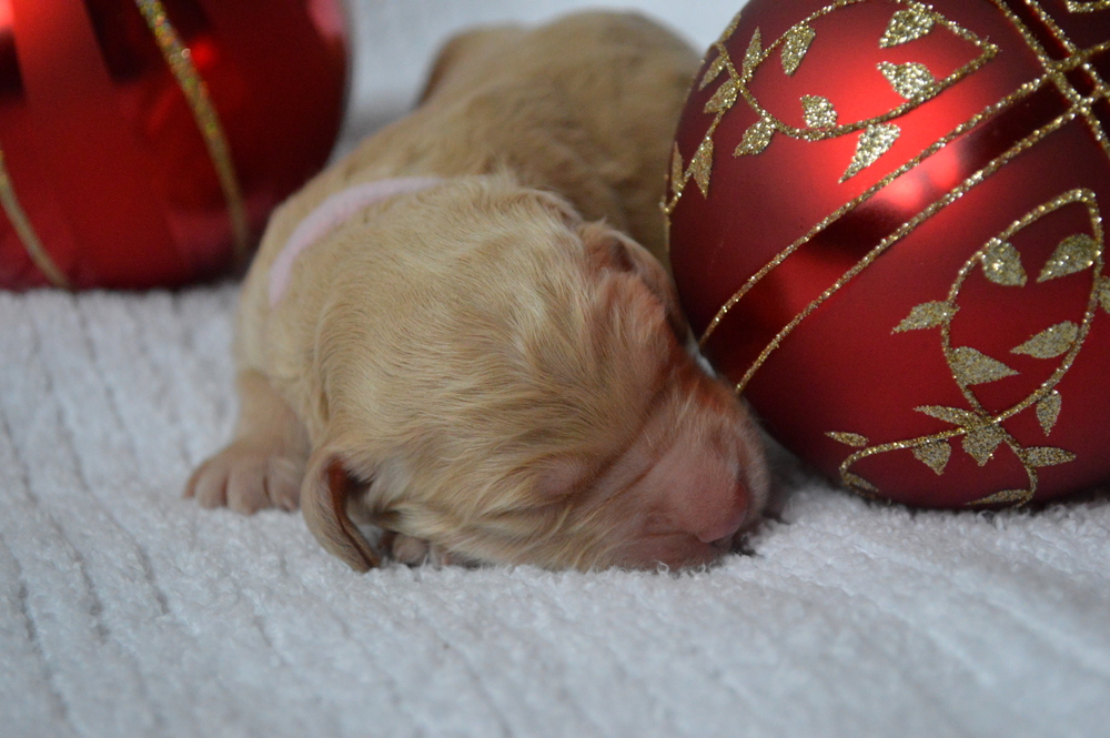 goldendoodle puppies atlanta georgia ga