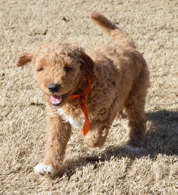 goldendoodle puppies atlanta georgia ga