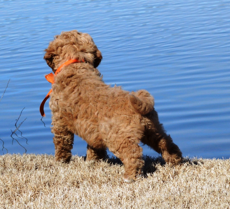 goldendoodle puppies atlanta georgia ga