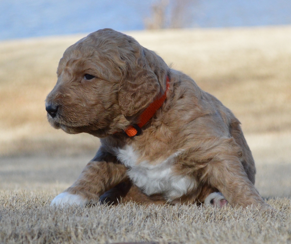 goldendoodle puppies atlanta georgia ga