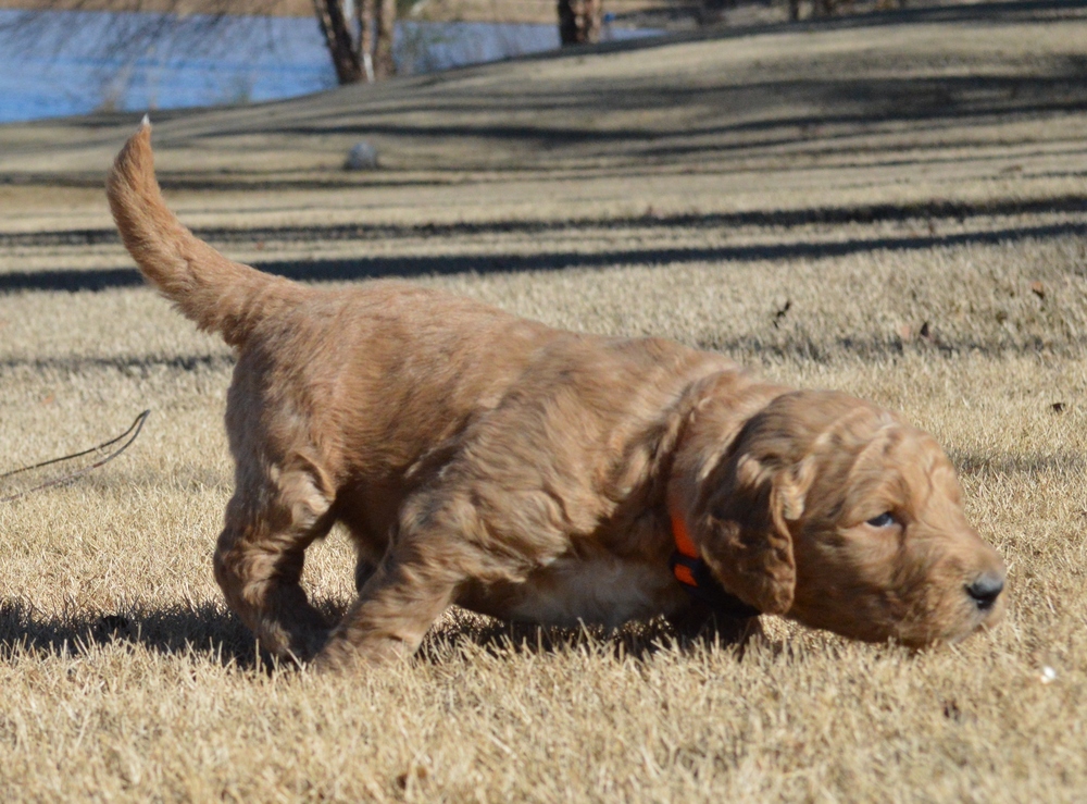 goldendoodle puppies atlanta georgia ga