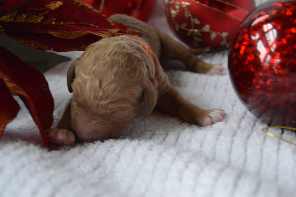 goldendoodle puppies atlanta georgia ga