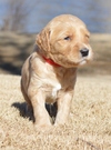 goldendoodle puppies atlanta georgia ga