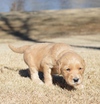 goldendoodle puppies atlanta georgia ga