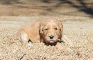 goldendoodle puppies atlanta georgia ga