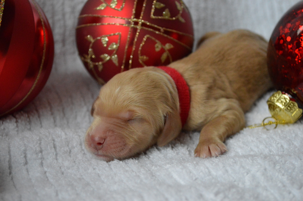 goldendoodle puppies atlanta georgia ga