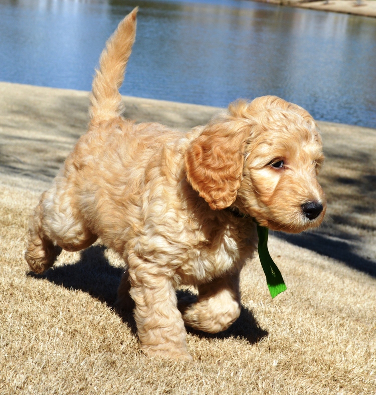 goldendoodle puppies atlanta georgia ga