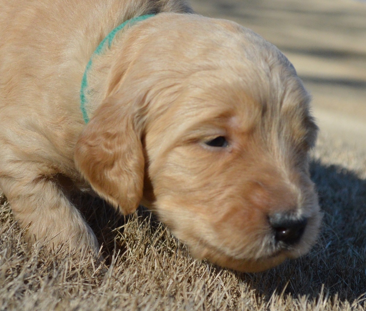 goldendoodle puppies atlanta georgia ga