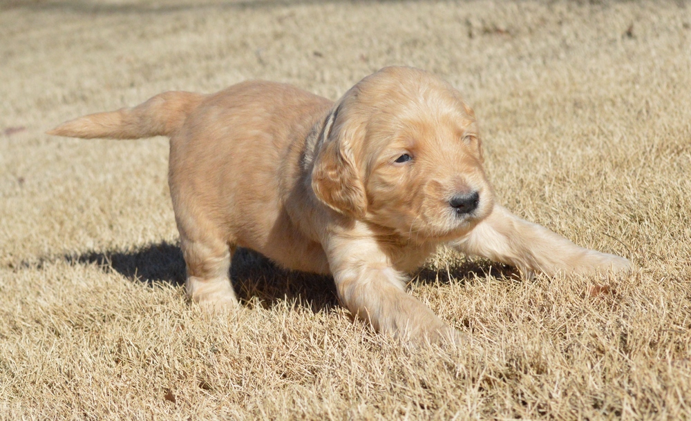 goldendoodle puppies atlanta georgia ga