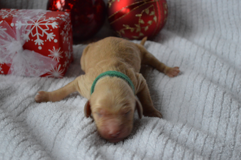 goldendoodle puppies atlanta georgia ga